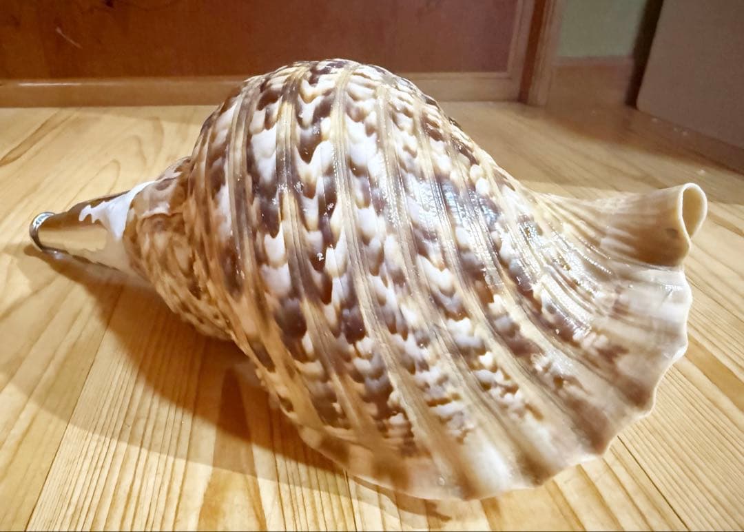 修験道法螺貝 山伏 密教 魔除け 熊よけ❣️ホラガイ ほら貝 楽器・機材