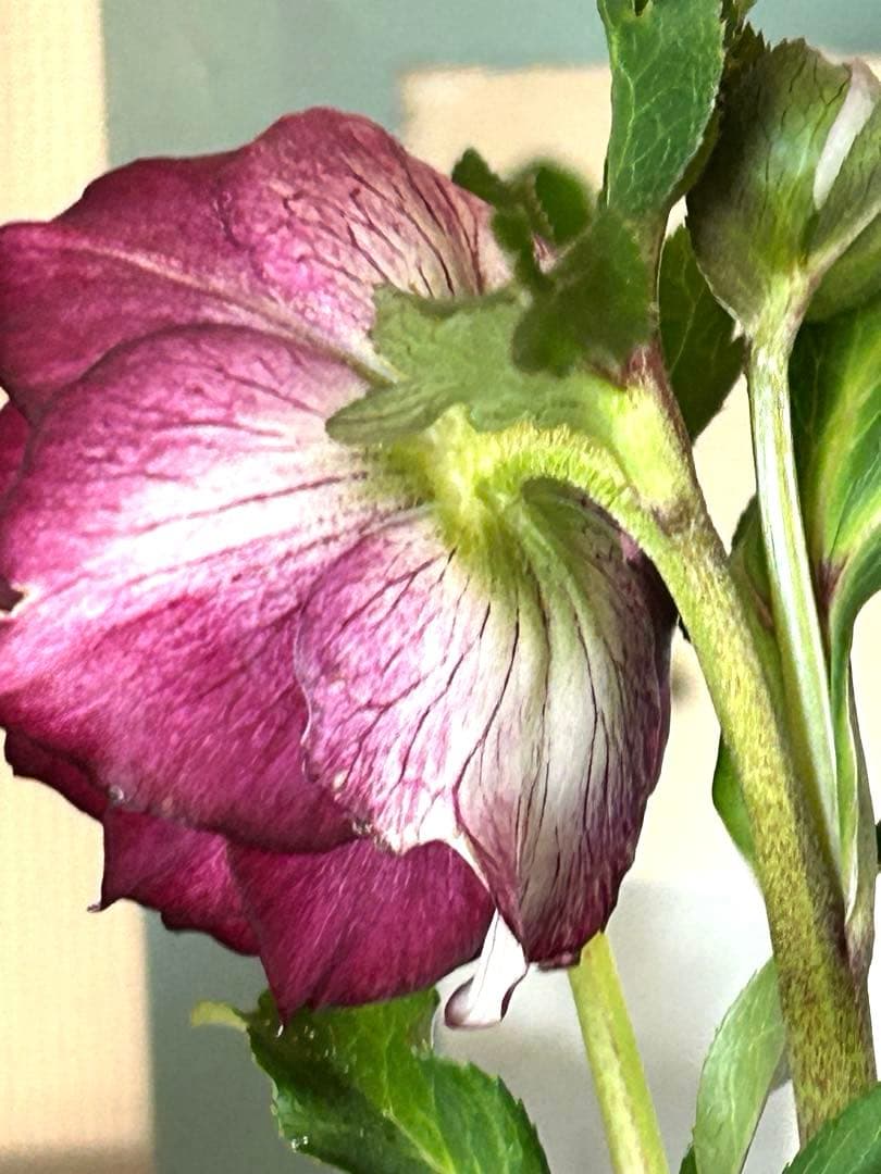 【開花株】クリスマスローズ　フルーツドロップスミックス　ダブル　５号《2/27》