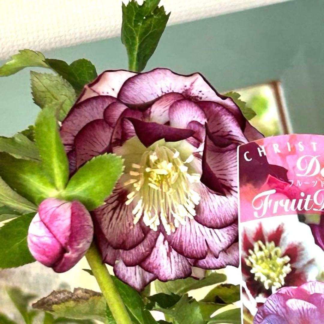 【開花株】クリスマスローズ　フルーツドロップスミックス　ダブル　５号《2/27》