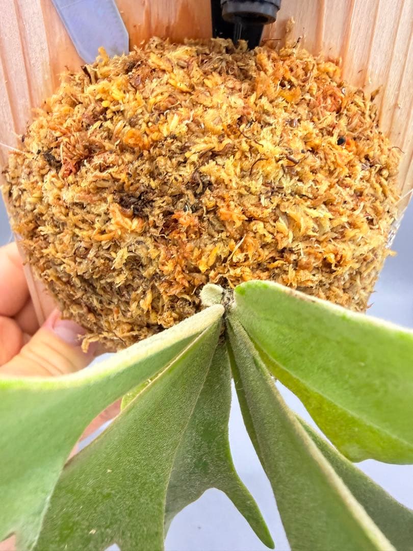 極大サイズ ビカクシダ P.willinckii 'Jewel' spore - メルカリ