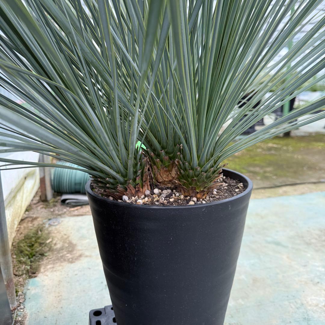 AL-F806】ユッカ ロストラータ 超希少ランチョブルー 4頭株 1/6