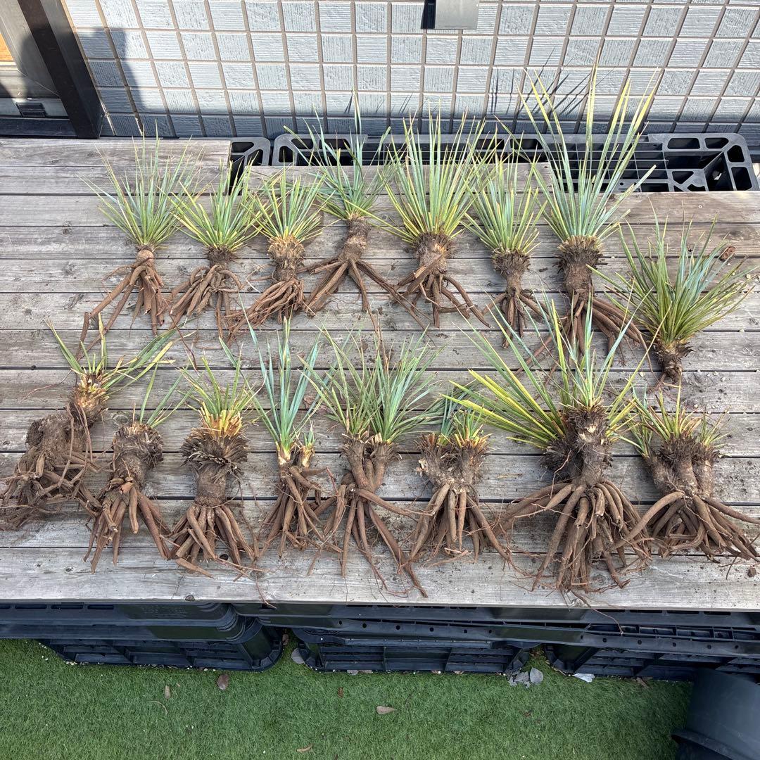 あ*り様 訳アリ　ユッカロストラータ　約16株 園芸ネット本店｜[送料無料]（わけあり特価）ユッカ：ロストラータ 9号