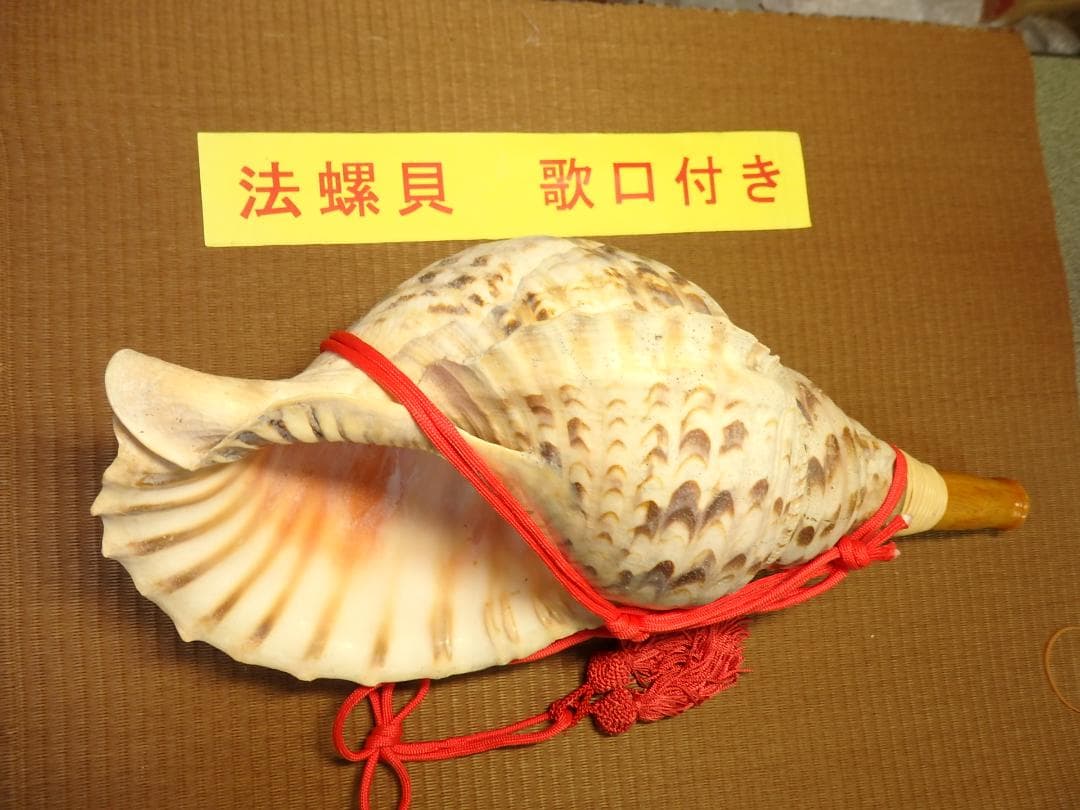 法螺貝 約42㎝ 木製歌口,赤紐付　新品　 MH-432 法螺貝 約42㎝ 木製歌口,赤紐付 新品 MH-432 【公式通販】