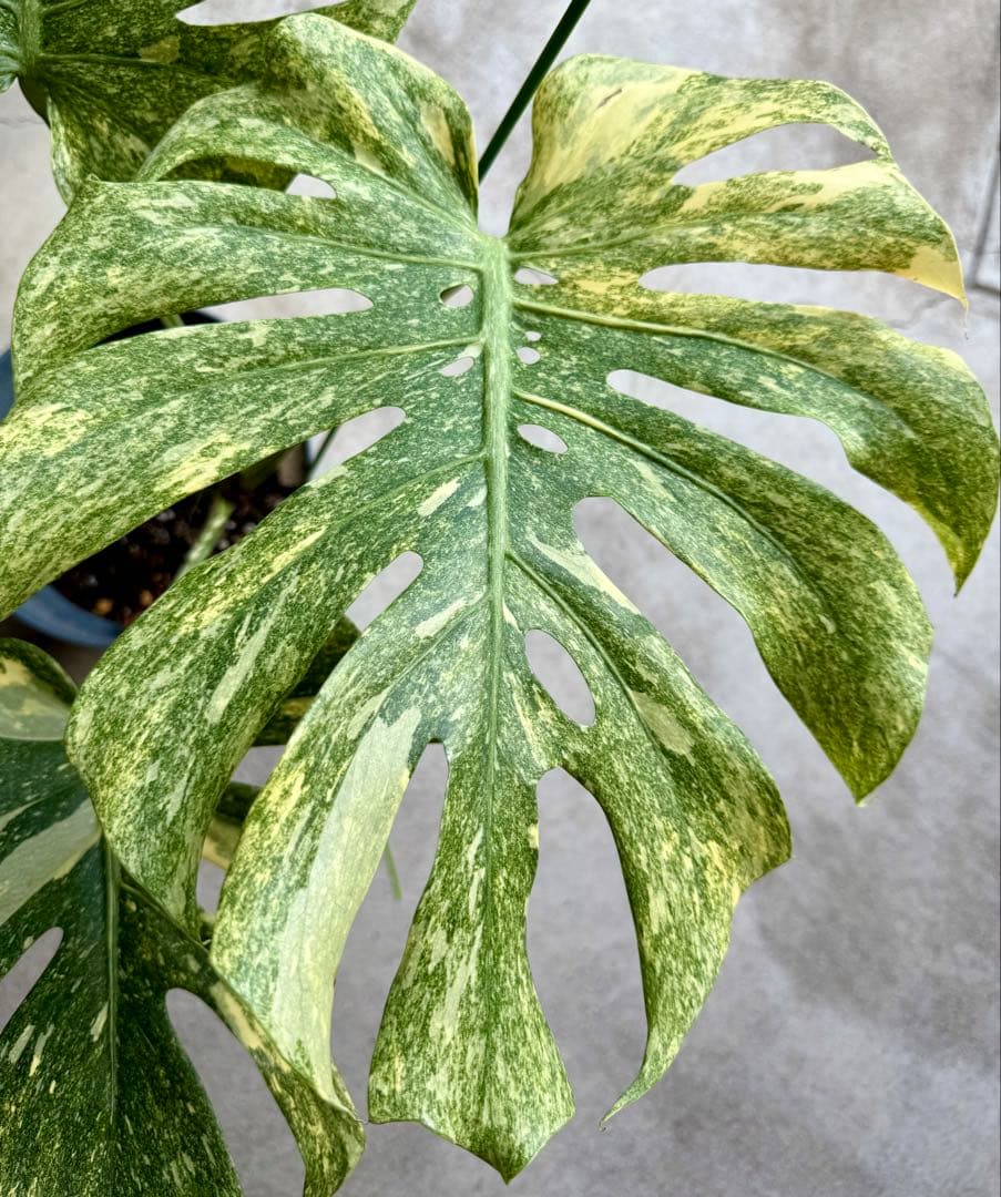 参考用 モンステラ タイコンステレーション グリーンスノー 現品お届け】モンステラ タイコンステレーション Monstera deliciosa