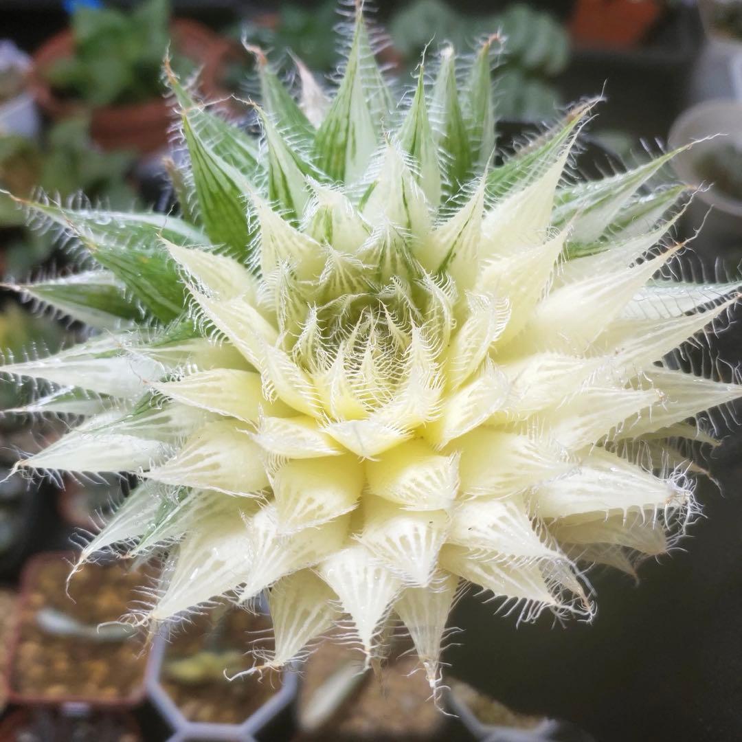 L*8様 多肉植物　ハオルチア アラネア・ギガス錦　超美品 L*8様 多肉植物 ハオルチア アラネア・ギガス錦 超美品 ハオルチア