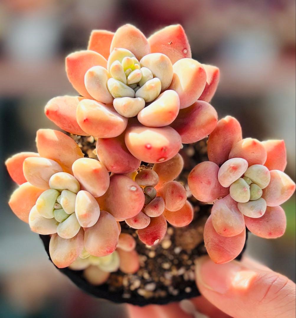 多肉植物 桜洛神 木立群生大きめ5頭 エケベリア韓 抜き苗 写真通り