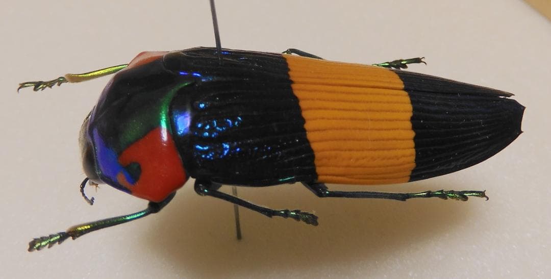 キオビオウサマムカシタマムシ - メルカリ