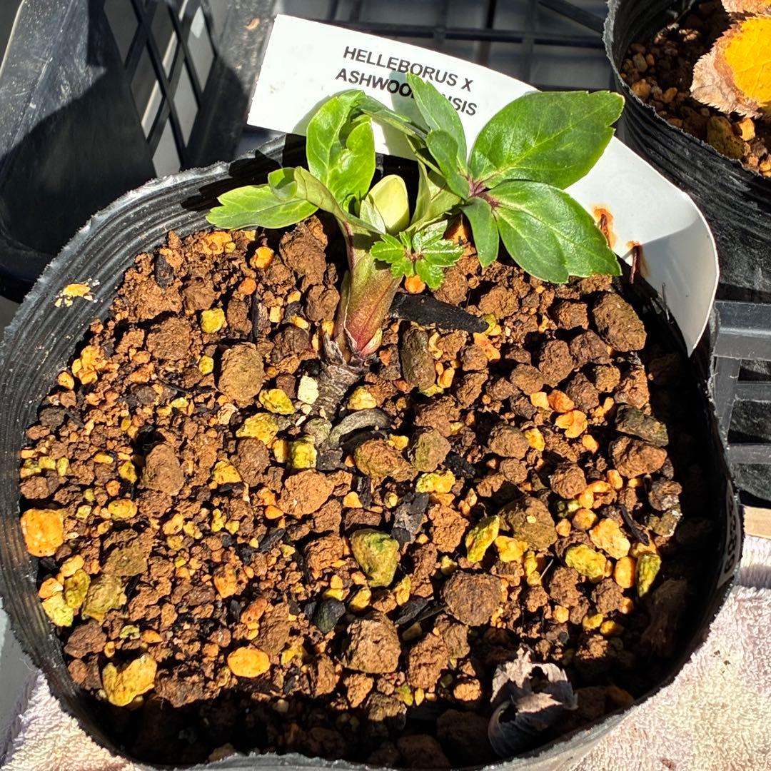 u*0様 ☘️蕾付☘️タグ付⭐️3389⭐️ASHWOODIENSIS⭐️BRI