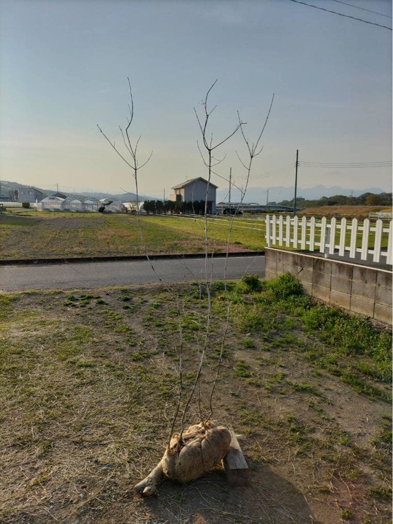 山採り アオダモ 株立ち 4本立ち