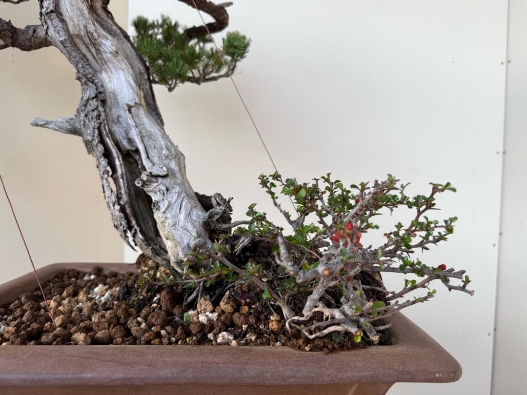 五葉松〔瑞祥〕│盆栽、盆栽書籍、盆栽鉢の通販│近代出版 ◎