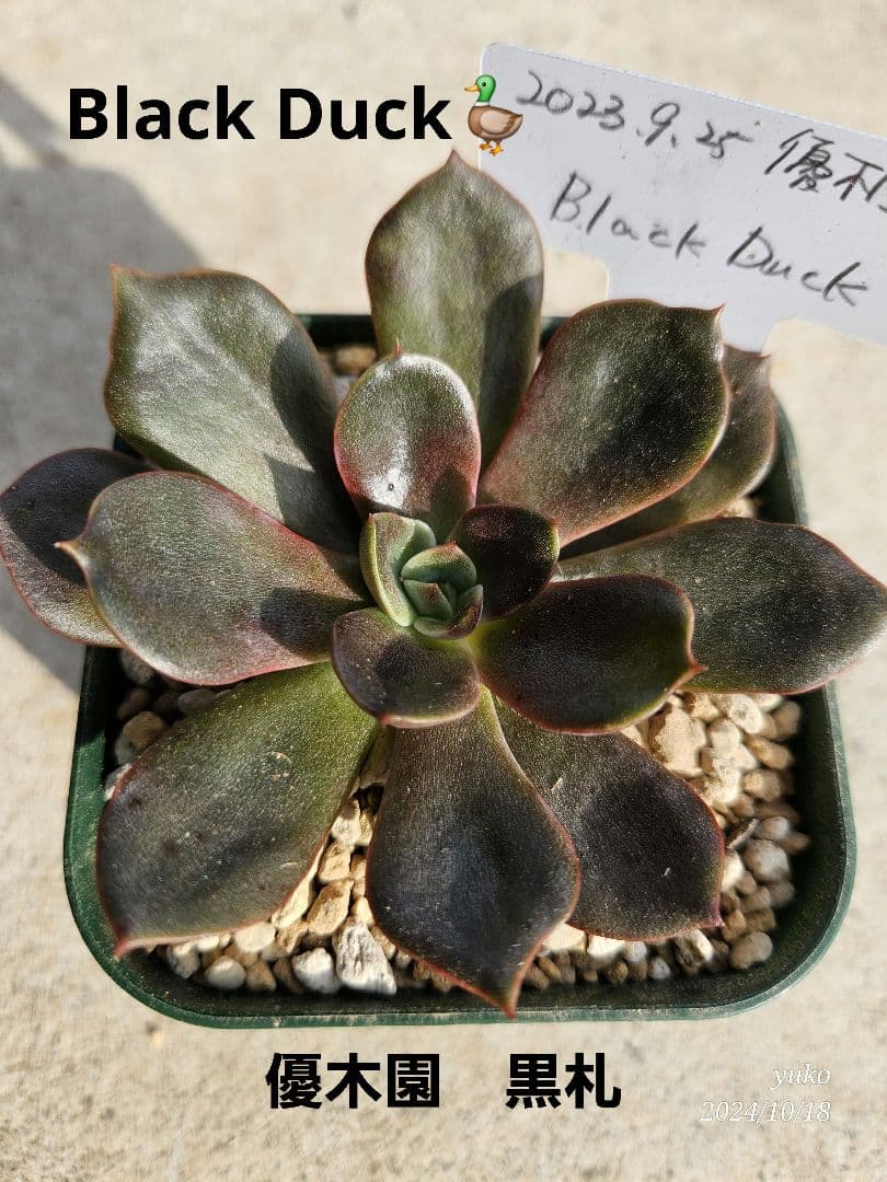 多肉植物 エケベリア Black Duck(優木園 黒札) 抜き苗 - メルカリ