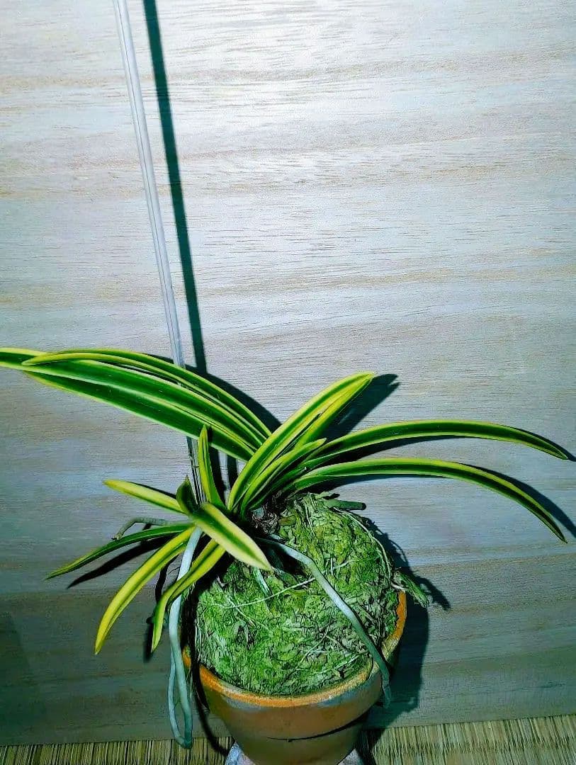 [年末大感謝祭東京土産編激安!!]富貴蘭　錦織(本芸品3本子付き) 日本富貴蘭会 最高位登録品【別格稀貴品】【錦織】 | 富貴蘭を楽しんで