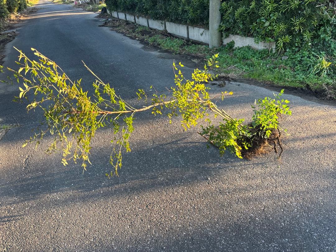 46千葉県産　家の前取り ナンテン