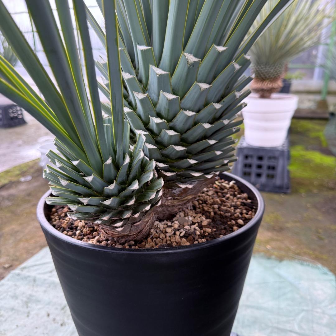 H*U様 【AL1122】ユッカ　リギダ　超希少トリプルヘッド