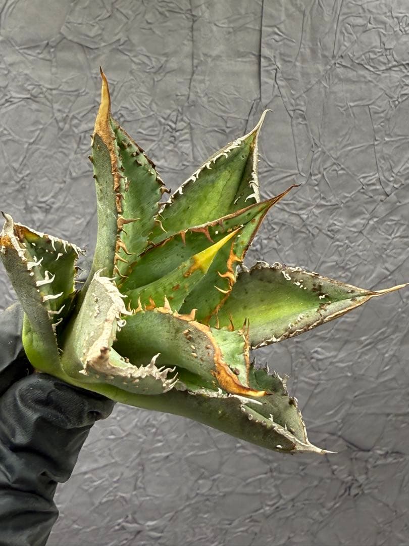 アガベ チタノタ “金蟾王”黄金スパイン輝く - メルカリ