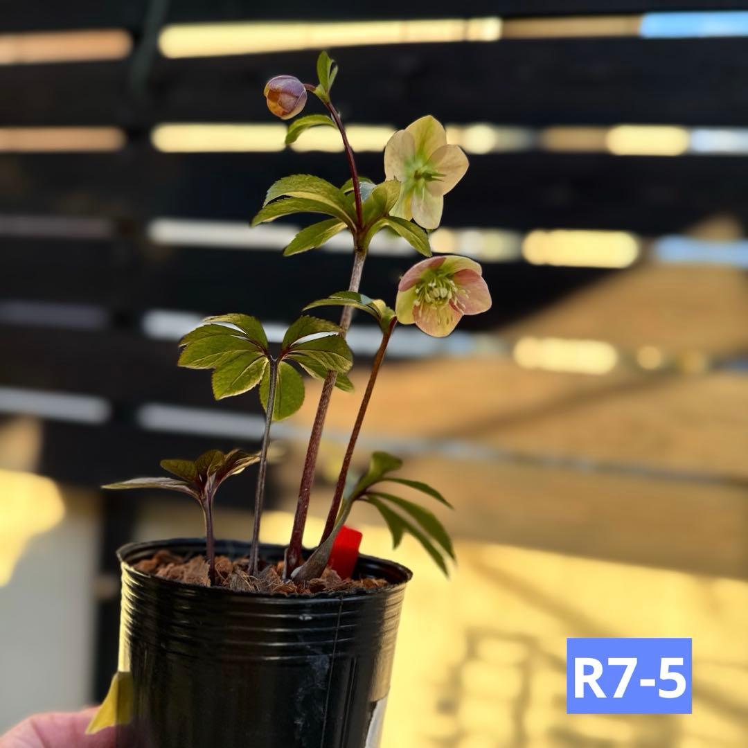 7507 認定！ホワイトアフロディーテクリスマスローズ開花加藤農園