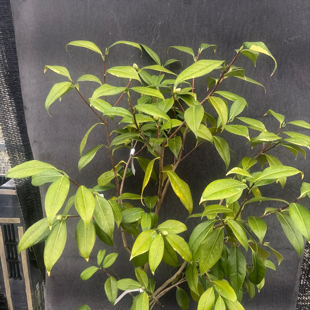 RYU プリンセス雅子