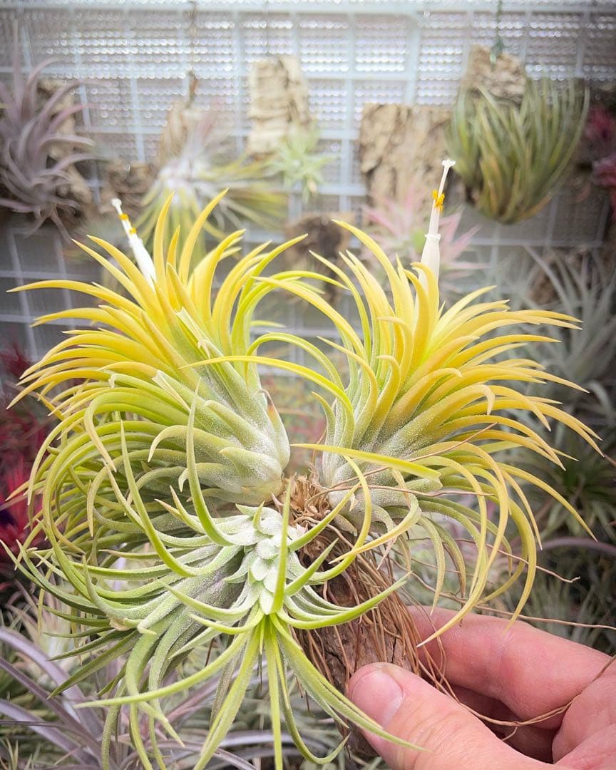 お問い合わせ お問い合わせ方法を教えてください | よくあるご質問 - フォーサイト