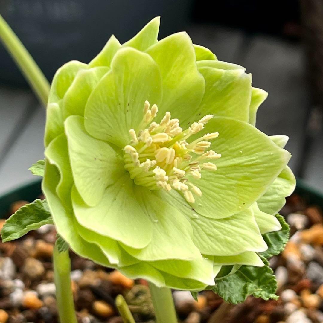 ラ*ク様 ☘️ラスト2☘️超レア☘️❤️根充実❤️沢山新芽元気株❤️645【❤️