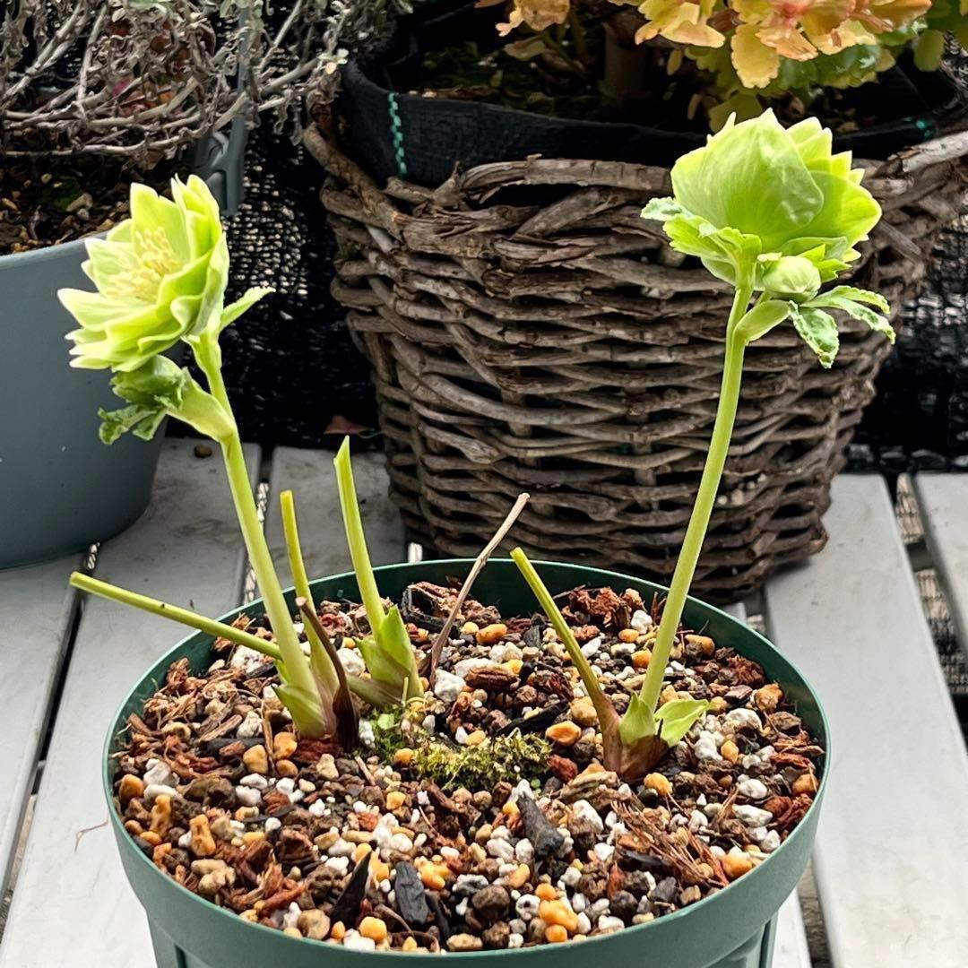 ラ*ク様 ☘️ラスト2☘️超レア☘️❤️根充実❤️沢山新芽元気株❤️645【❤️