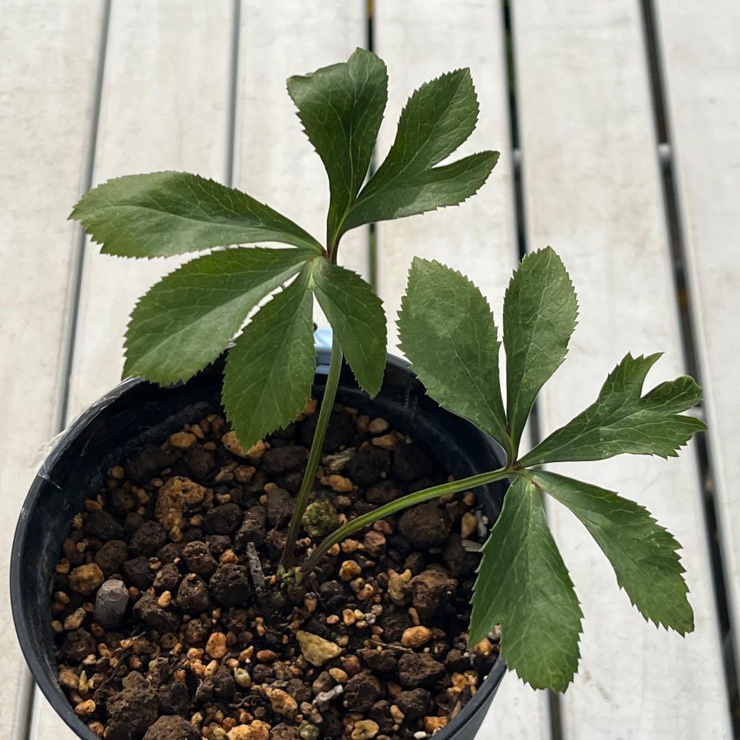 ラ*ク様 ☘️ラスト2☘️超レア☘️❤️根充実❤️沢山新芽元気株❤️645【❤️