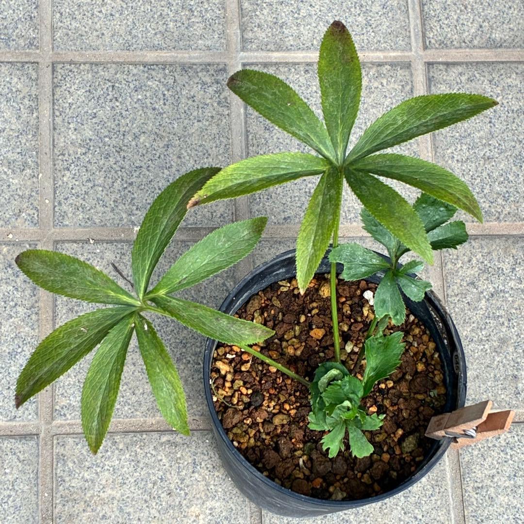 ラ*ク様 ☘️ラスト2☘️超レア☘️❤️根充実❤️沢山新芽元気株❤️645【❤️