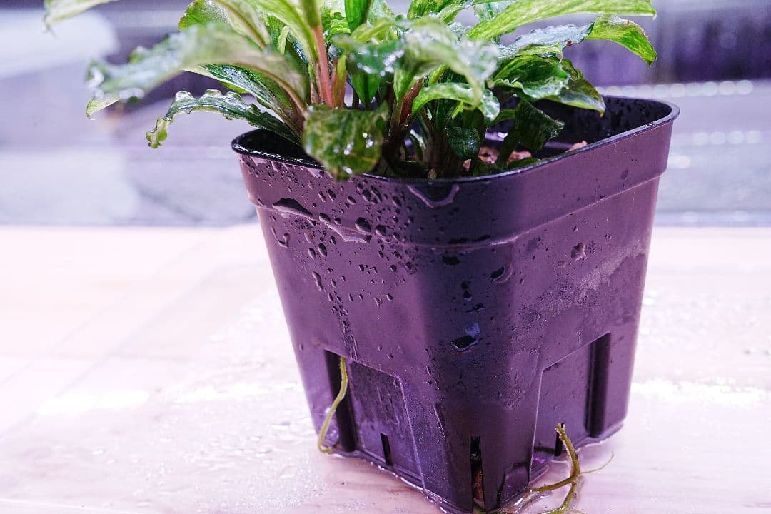 ブセファランドラsp. グリーンウェービー 斑入り バリエガータ 水上葉