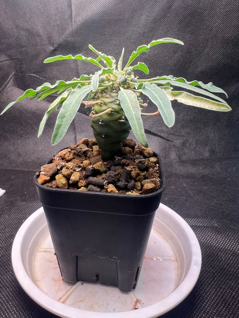 ユーフォルビア ハドラマウチカ実生