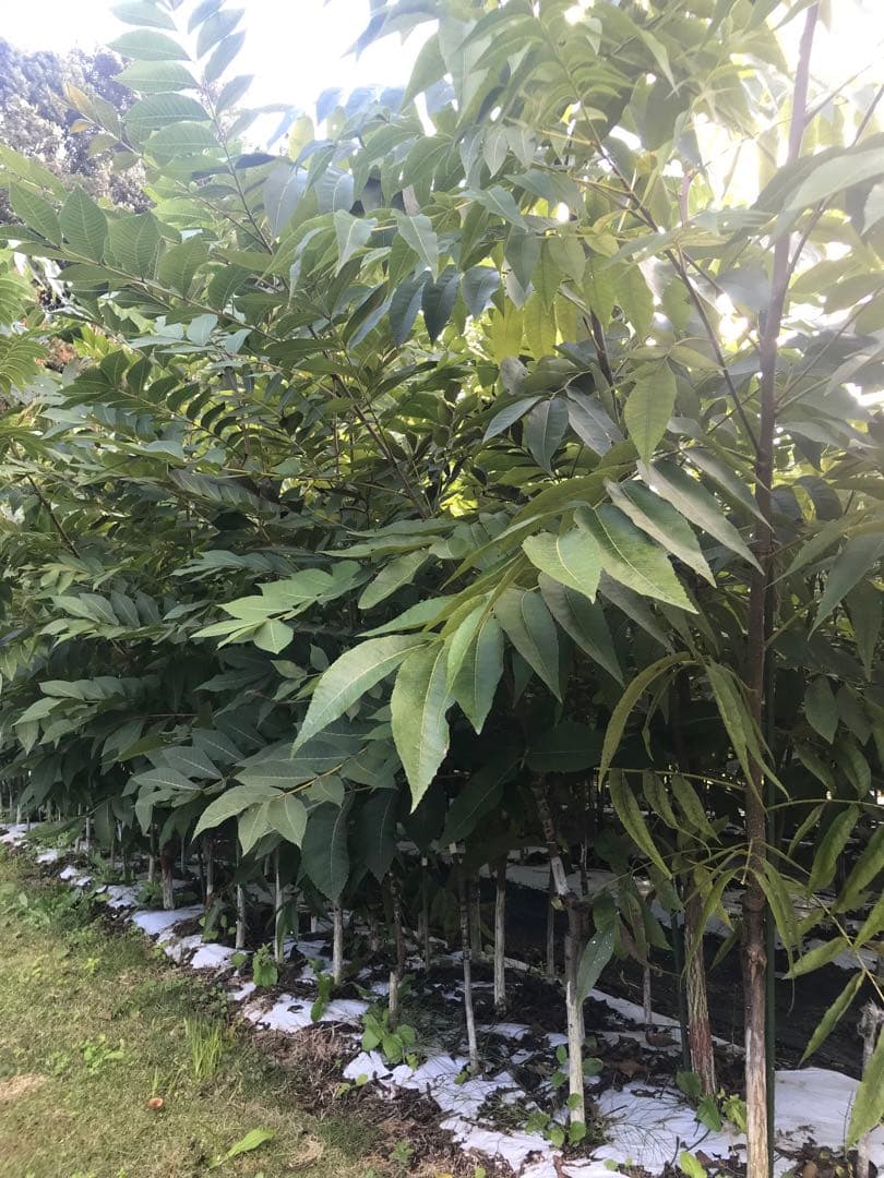 ピーカンナッツ　接木苗　地堀苗　マハン