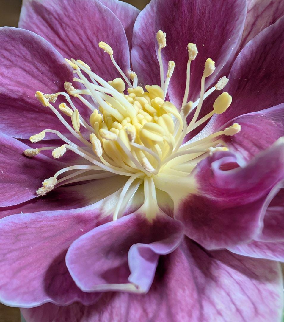 7636 認定！極美モーリー クリスマスローズ開花 加藤農園 クリスマス