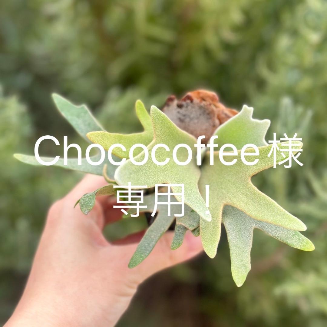 chococoffee 2点セット Coffee Talk Episode 1 + Episode 2 - Double Shot Bundle – Serenity