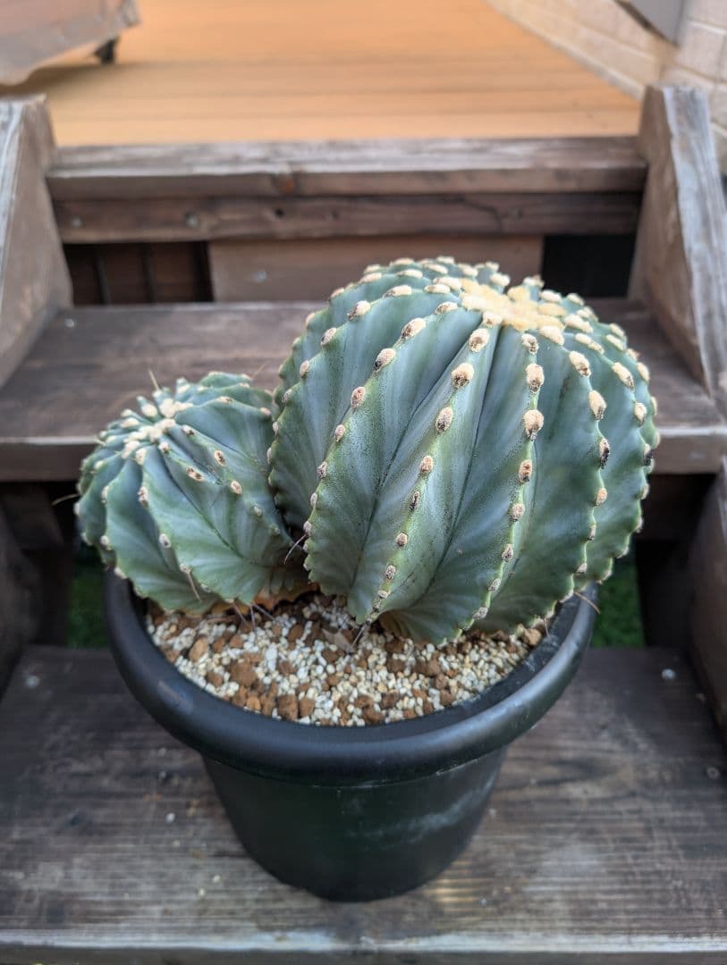 【Omc Labo】極上2　フェロカクタス刺無王冠竜　希少 サボテン　古木 Yahoo!オークション -「サボテン王冠竜」の落札相場・落札価格