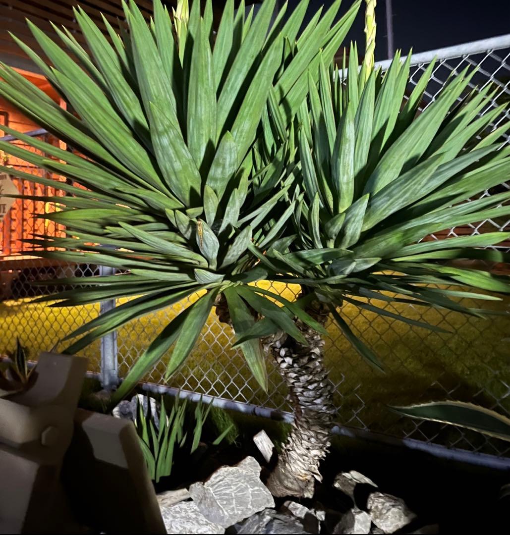 ユッカグロリオサ キミガヨラン 特大145cm以上 - メルカリ