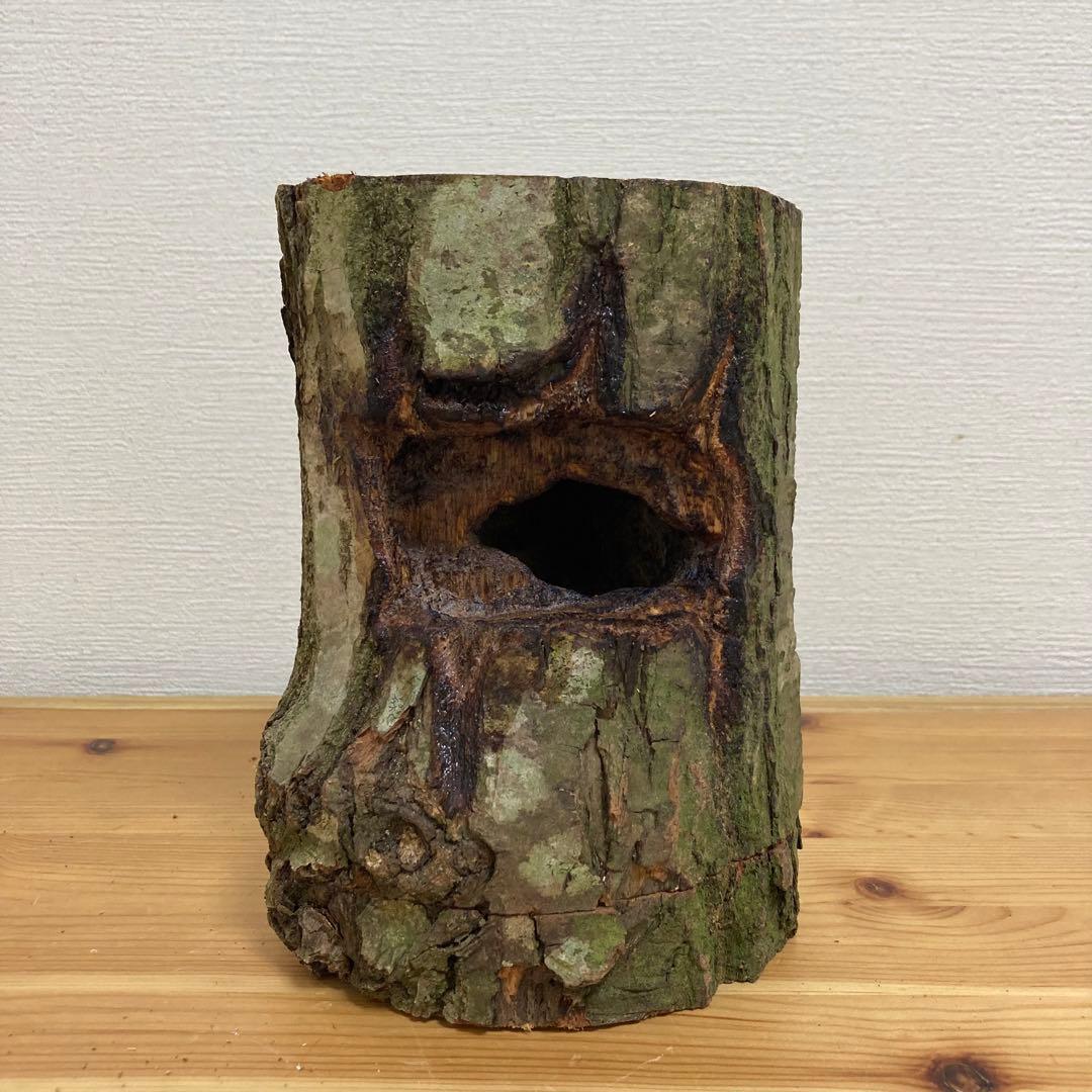 クワガタ隠れ家、樹洞、クワリウム、クワガタテラリウム、登り木、えさ