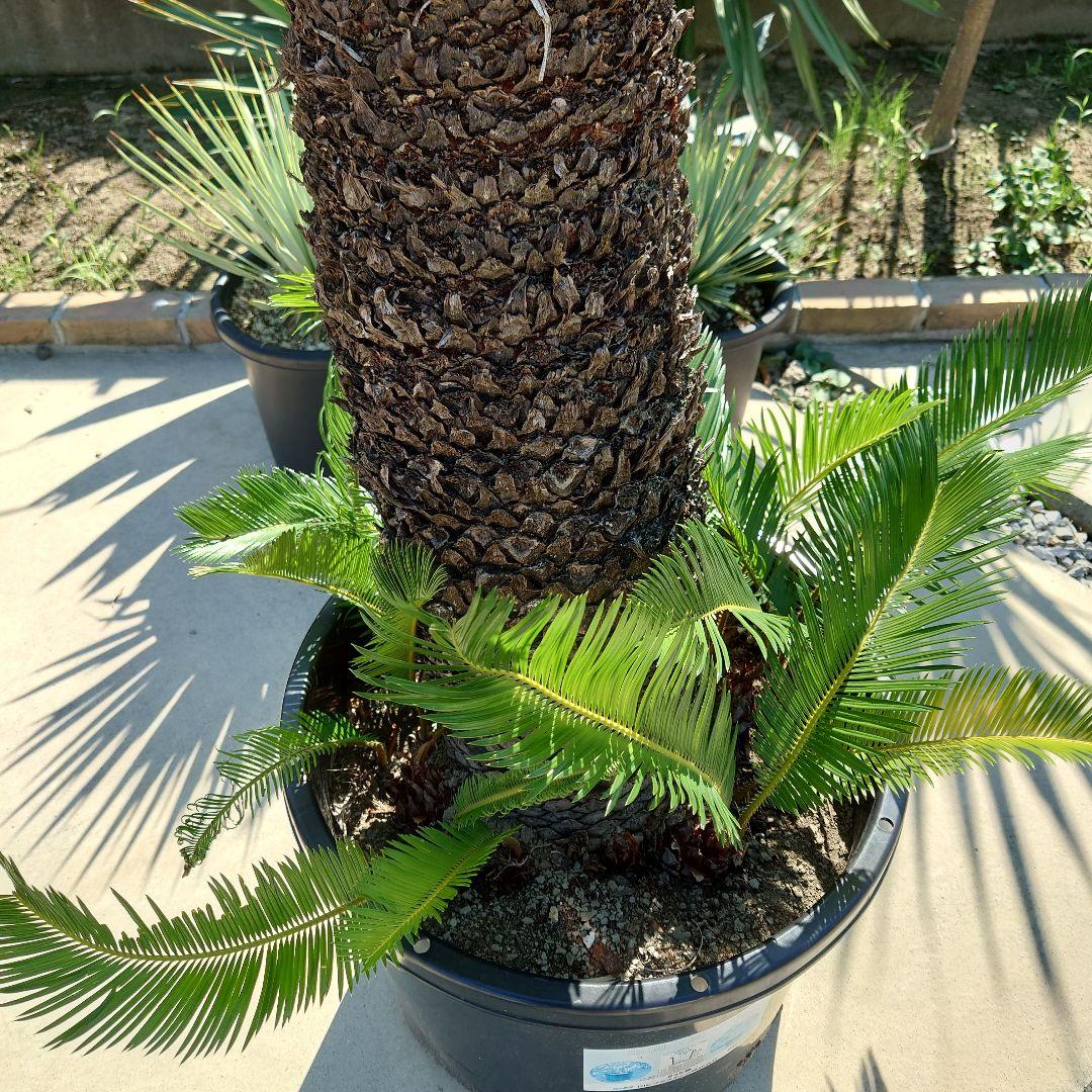 【引取限定】ソテツ《H＝約1.55m・15号》31