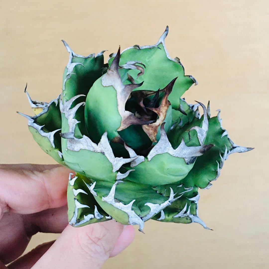 【現地球TC】2 オアハカ オテロイ ドワーフコンパクト TC アガベ チタノタ アガベ チタノタ オテロイ オアハカ | GREEN LUCK