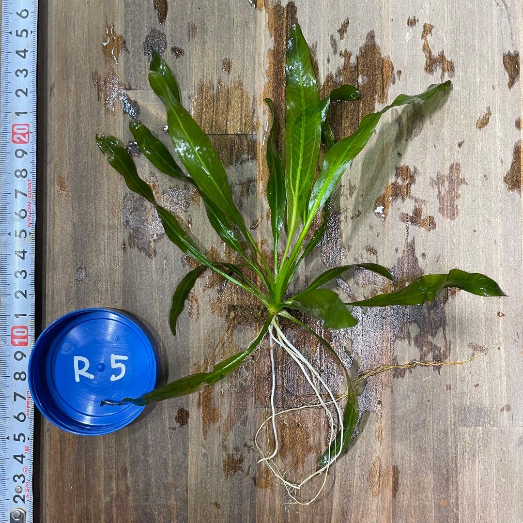 エキノドルスホレマニー レッドエッジ1株 5番 - メルカリ