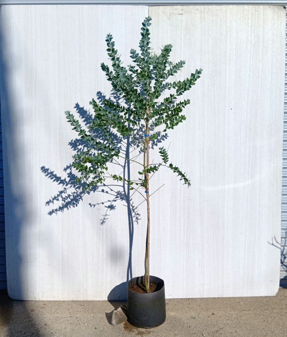 セルパさん専用　パールアカシア　2本同時購入価格 セルパさん専用 パールアカシア 2本同時購入価格 セルパさん専用