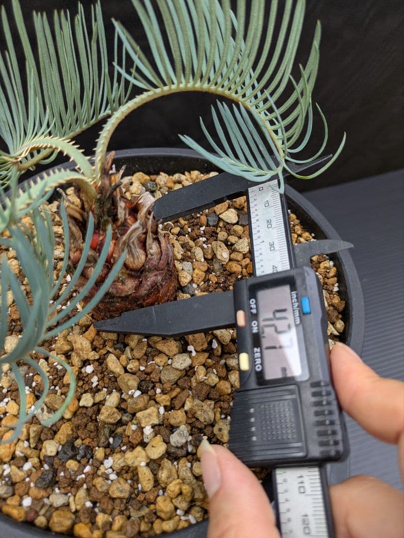 超レア株 スーパードワーフ サイカス カイルンシアナ/オーストラリア産