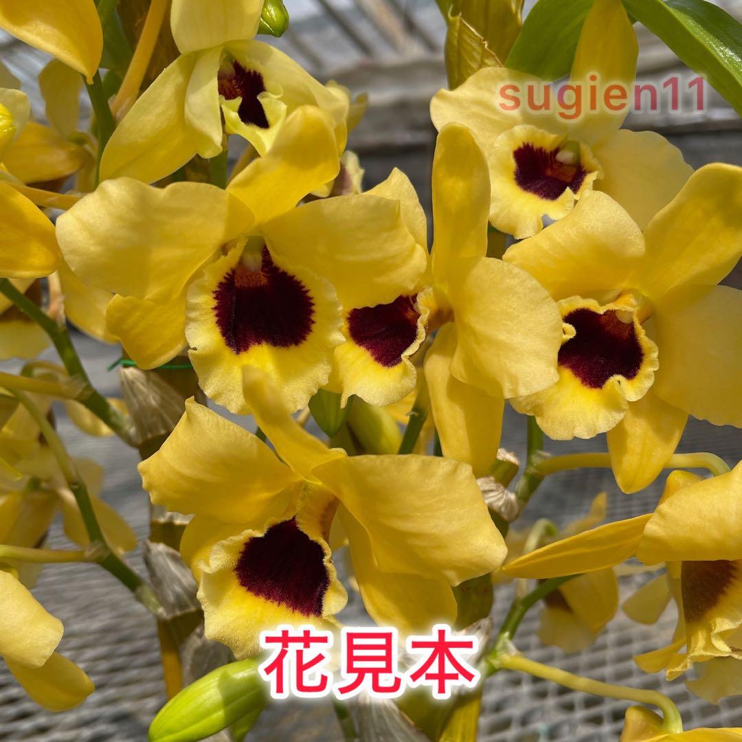 Bell様 リクエスト 3点 まとめ商品 BELL様 リクエスト 3点 まとめ商品の通販｜stickerbazaar.com