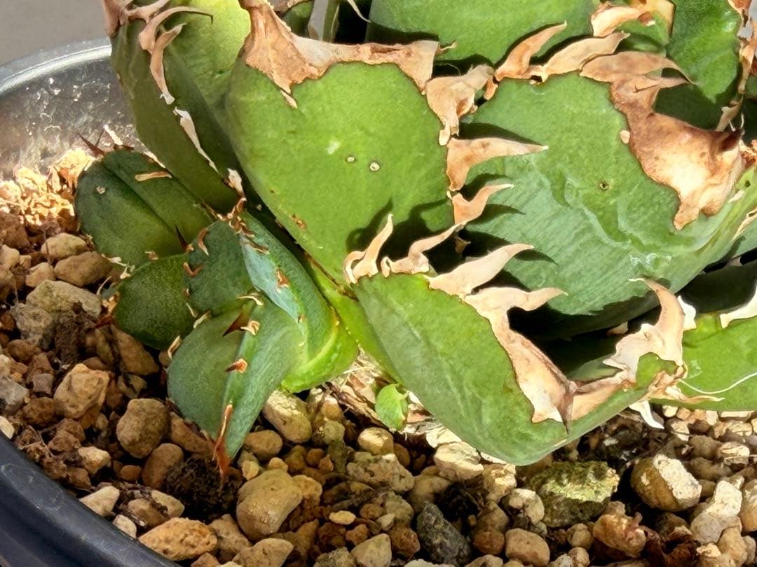 更新】皇冠 アガベ 子株4個付き親株 発根済み