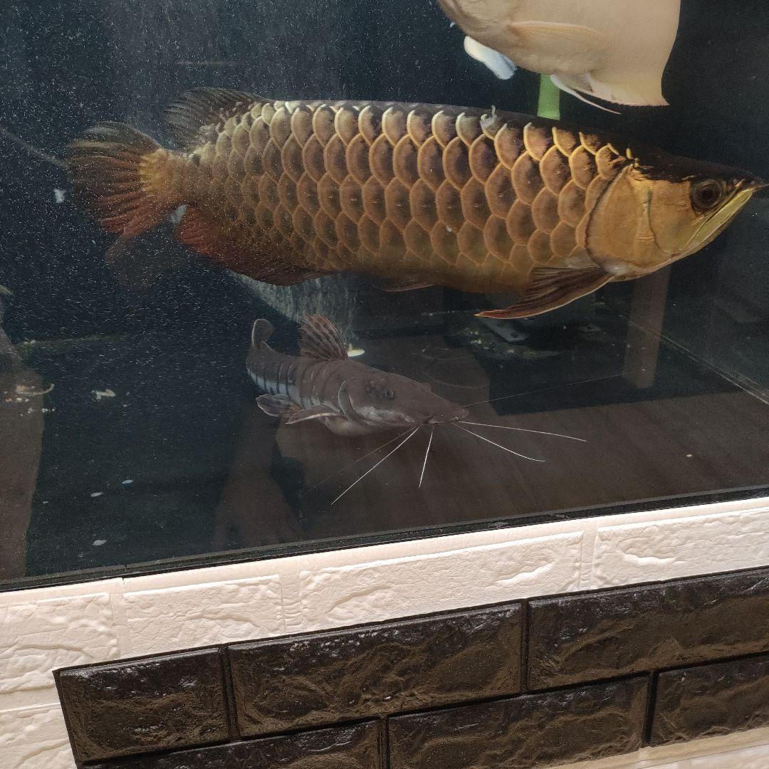 カンテツ美品！1500水槽フルセット！引き取り限定！！ 中古水槽 2000✖️900✖️600 カンテツ水槽セット | アクアショップ