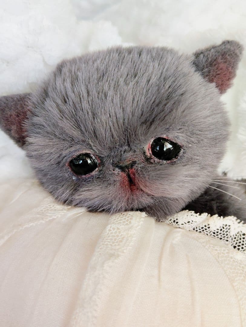 ミントグリーン様御予約❤️くりくりオメメ♡生後２週間♡子猫の黒豆ちゃん 猫様が可愛すぎる