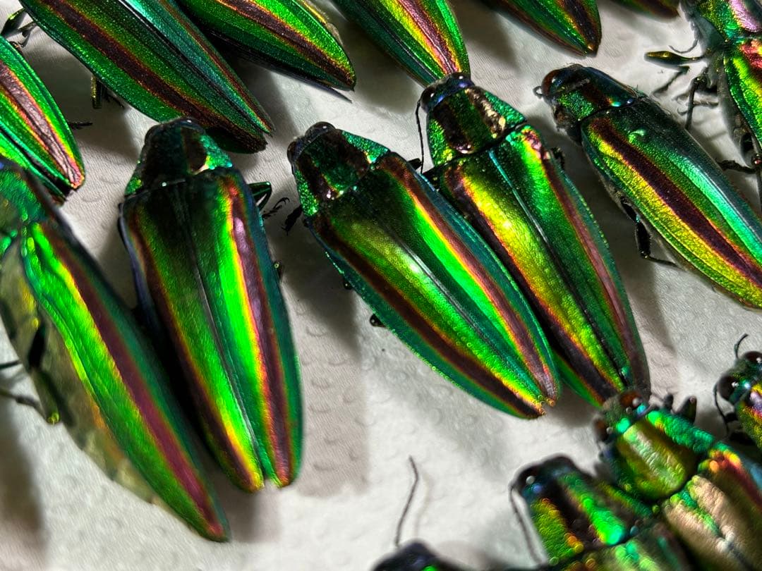 タマムシ 玉虫 美しい緑色と金色の光沢の昆虫標本 約30匹 - メルカリ