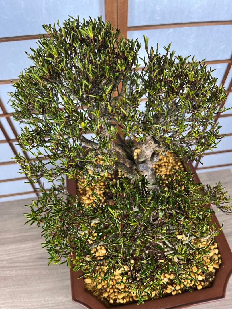 皐月(さつき)】 \雪中の松(せっちゅうのまつ)\ 盆栽 素材 【皐月