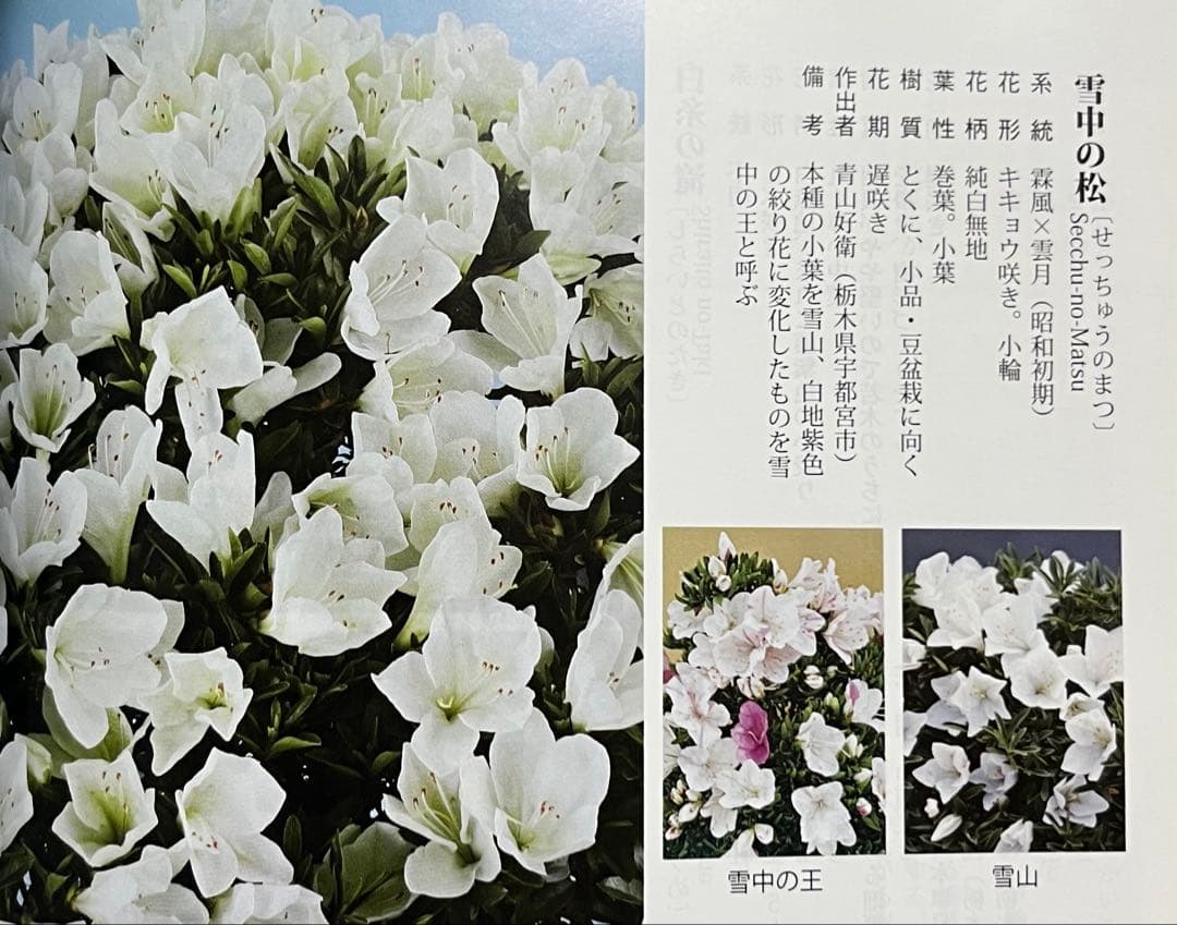 皐月(さつき)】 \雪中の松(せっちゅうのまつ)\ 盆栽 素材 【皐月