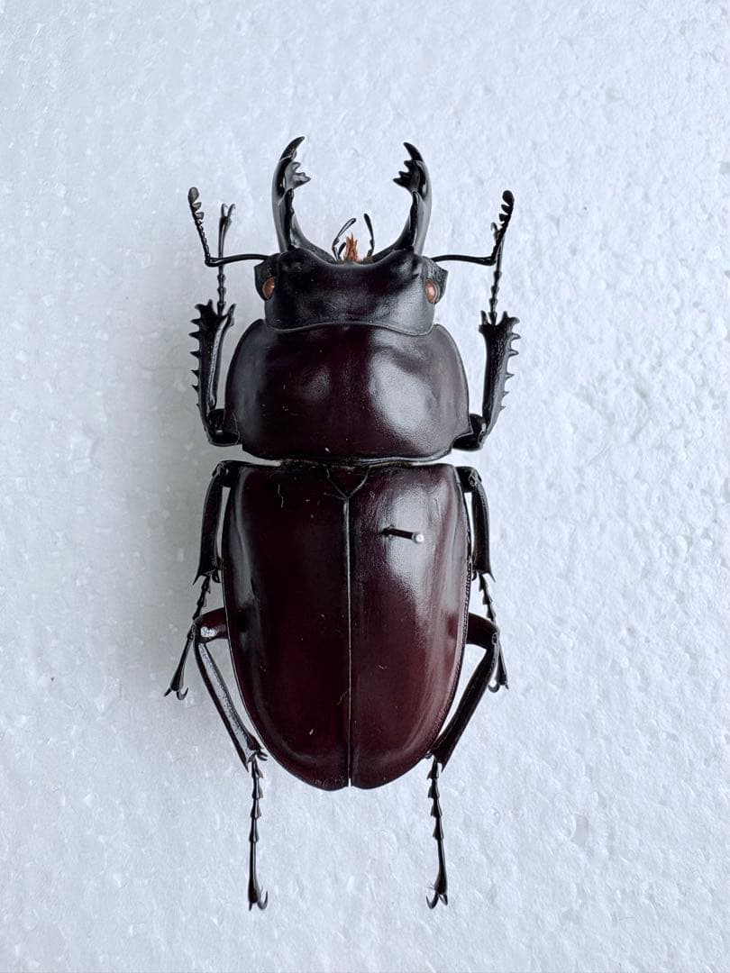 石垣島 ヤエヤママルバネクワガタ 【標本】規制前野外品 - メルカリ