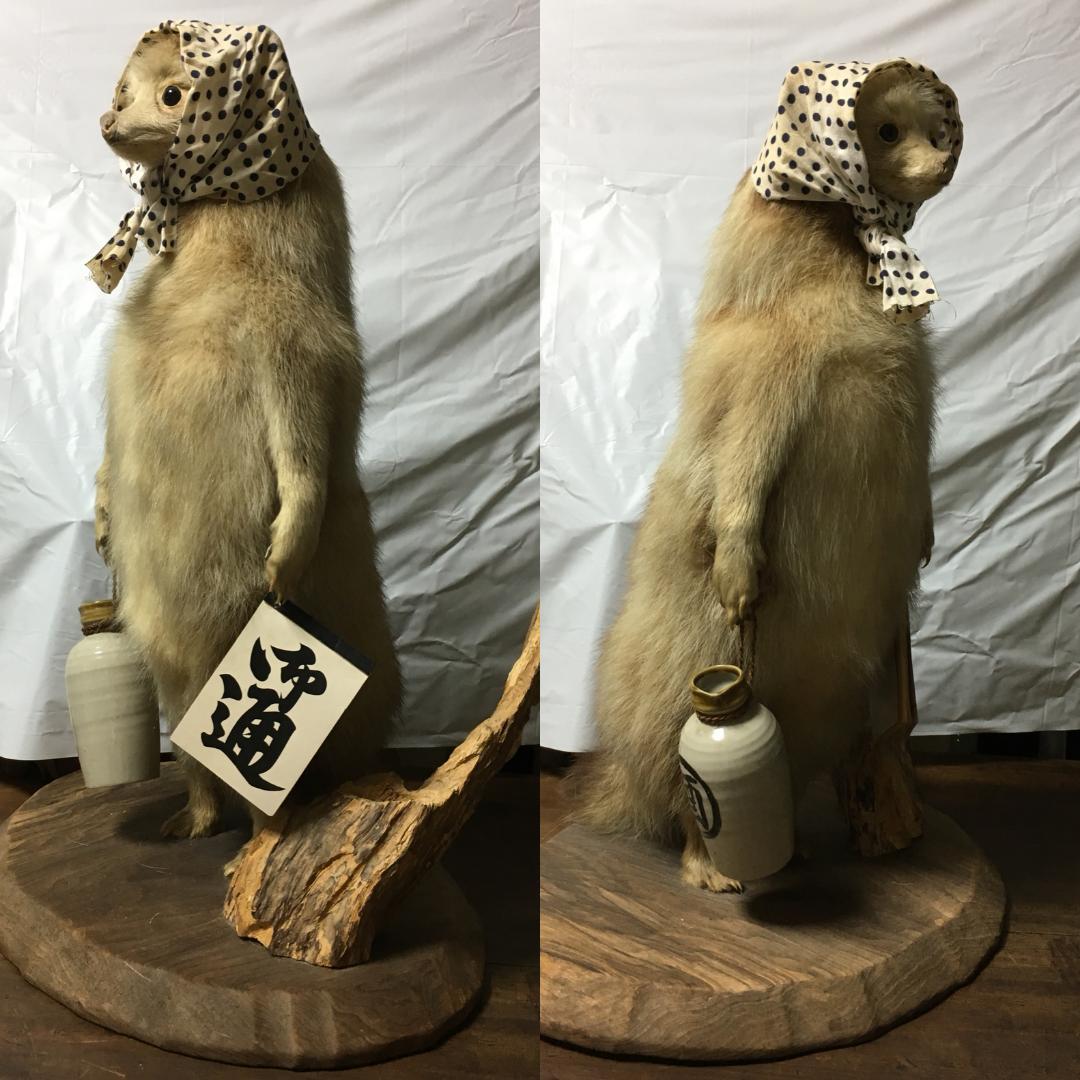 Lovely “めんこい” 白狸（？） σ(^_^;