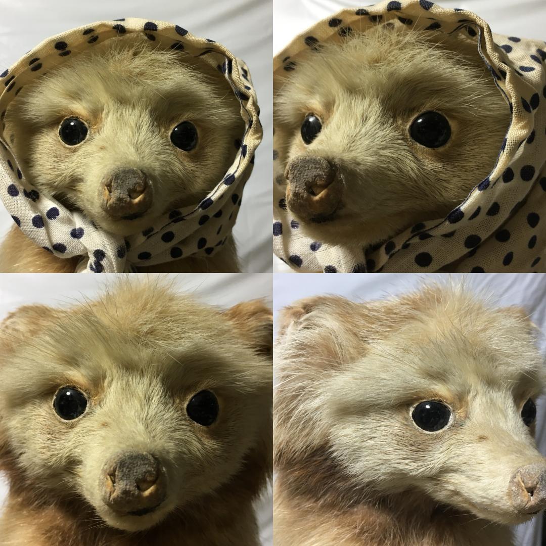 Lovely “めんこい” 白狸（？） σ(^_^;