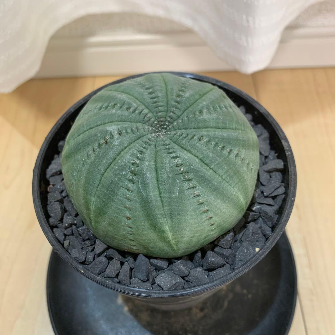 貴重 螺旋系 シンメトリカ　仔吹きタイプではない 美株 10cm鉢 多肉植物：ユーフォルビア 子吹きシンメトリカ 群生*幅11cm 現品